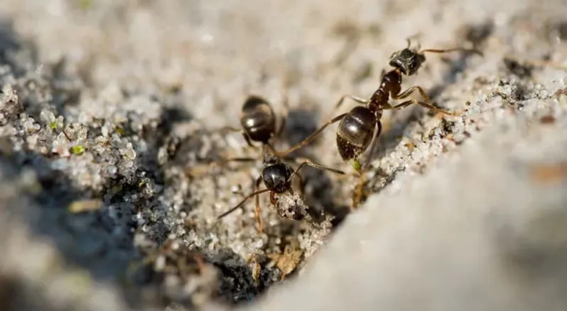 Уничтожение муравьёв